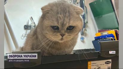 Врятувати рядового Річі: як під час комендантської години поліція допомогла врятувати кота