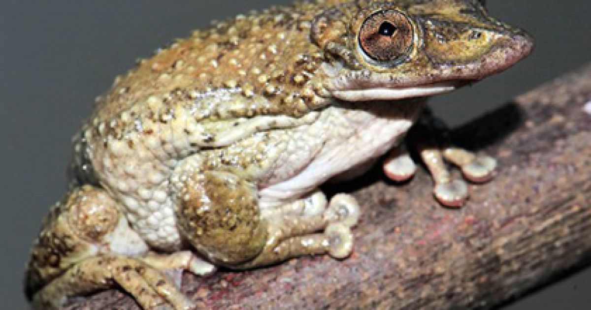 Отруйна жаба Corythomantis greening