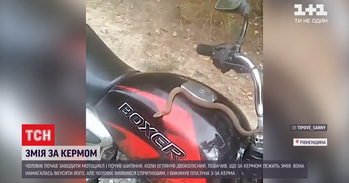 Опасная пассажирка: в Ровенской области водитель мотоцикла вовремя спасся от змеи, которая заползла на транспорт