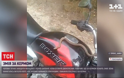 Небезпечна пасажирка: у Рівненській області водій мотоцикла вчасно врятувався від гадюки, яка заповзла на транспорт