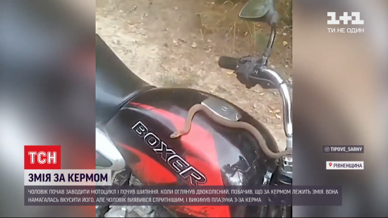 Небезпечна пасажирка: у Рівненській області водій мотоцикла вчасно врятувався від гадюки, яка заповзла на транспорт