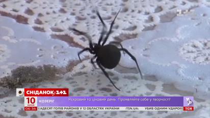 Непомітні та смертельно небезпечні: як вберегтися від укусів отруйних змій і павуків
