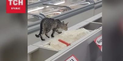 Кошку поймали, сахар списали. В "Фуршете" отреагировали на видео с животным в торговом зале