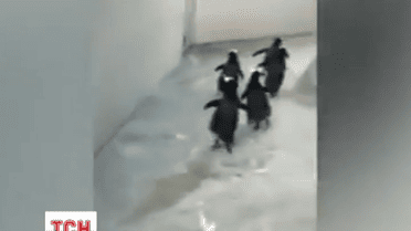 П'ятеро пінгвінів намагалися втекти із данського зоопарку