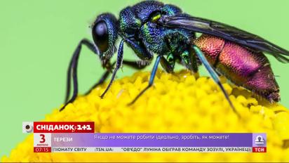 Чому у комах кінцівки еволюціонували у щелепи – популярна наука