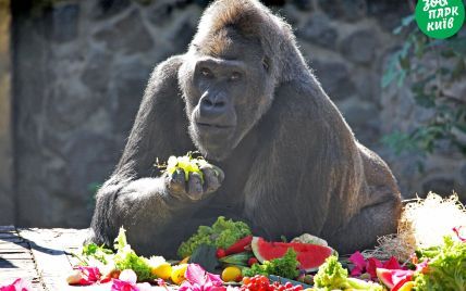 Єдина горила в Україні святкує 48-річчя, але подарункам зраділа не всім
