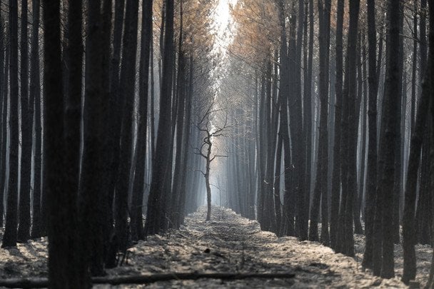 У Франції вирують пожежі / © Associated Press
