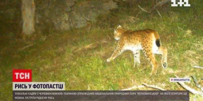 У Карпатах зафільмували рись, яка занесена до Червоної книги