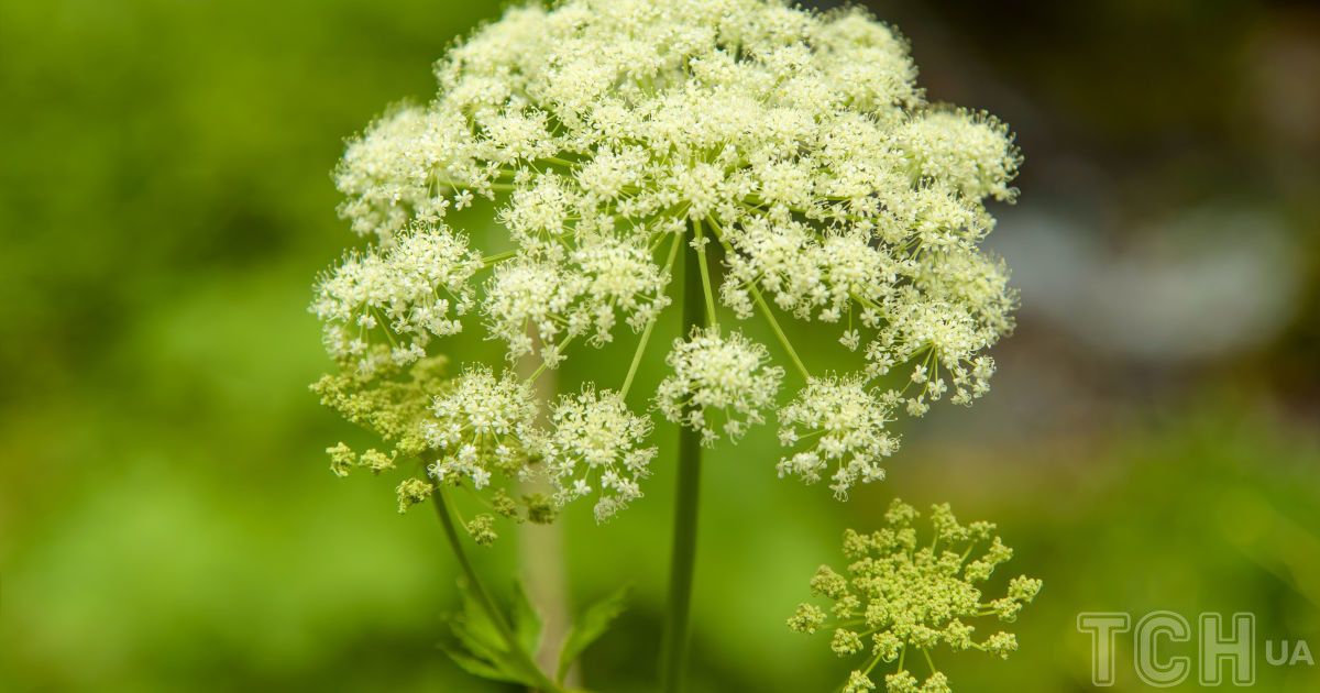 Гороскоп 8-14 липня 2024 року