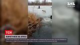 Новини України: у Києві чоловік ледь не потонув під час порятунку собаки