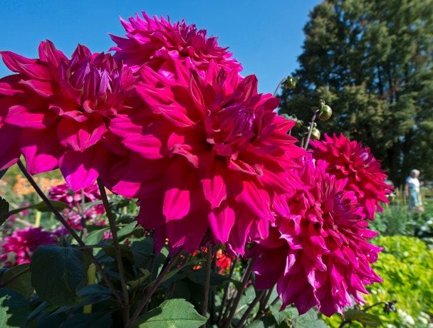 Жоржини / © Associated Press