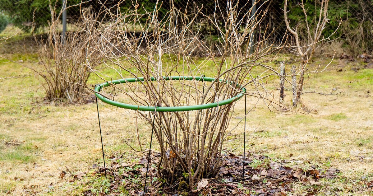 Опора для рослин