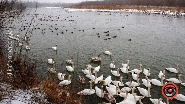 Під Коломиєю зимує незвичний для Прикарпаття вид лебедя-крикуна. / © Інформатор