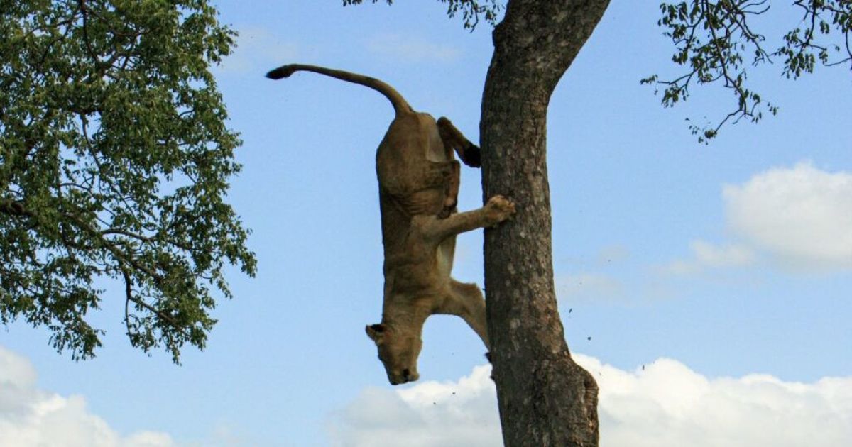 Левиця та семеро левів