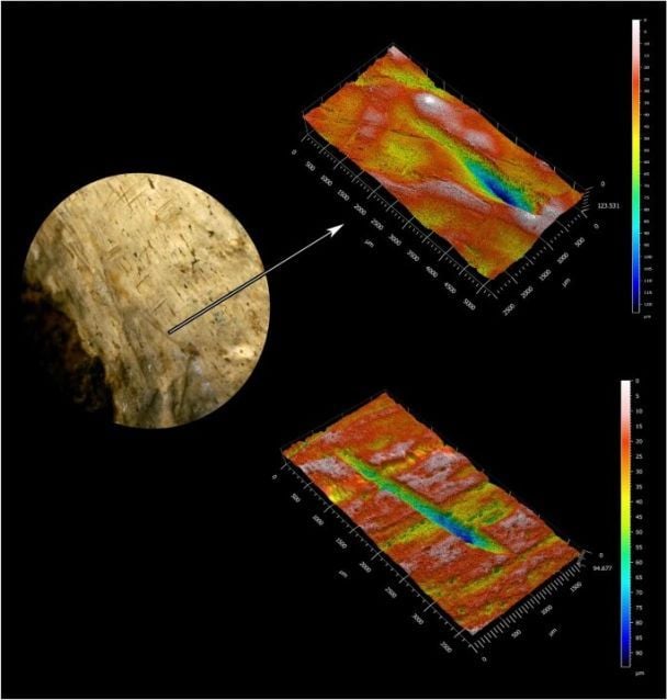 Великий план мітки 5 і обробленої 3-D моделі в порівнянні з сучасною міткою ікла лева / © nature.com
