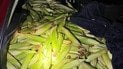 Украденные кочаны кукурузы