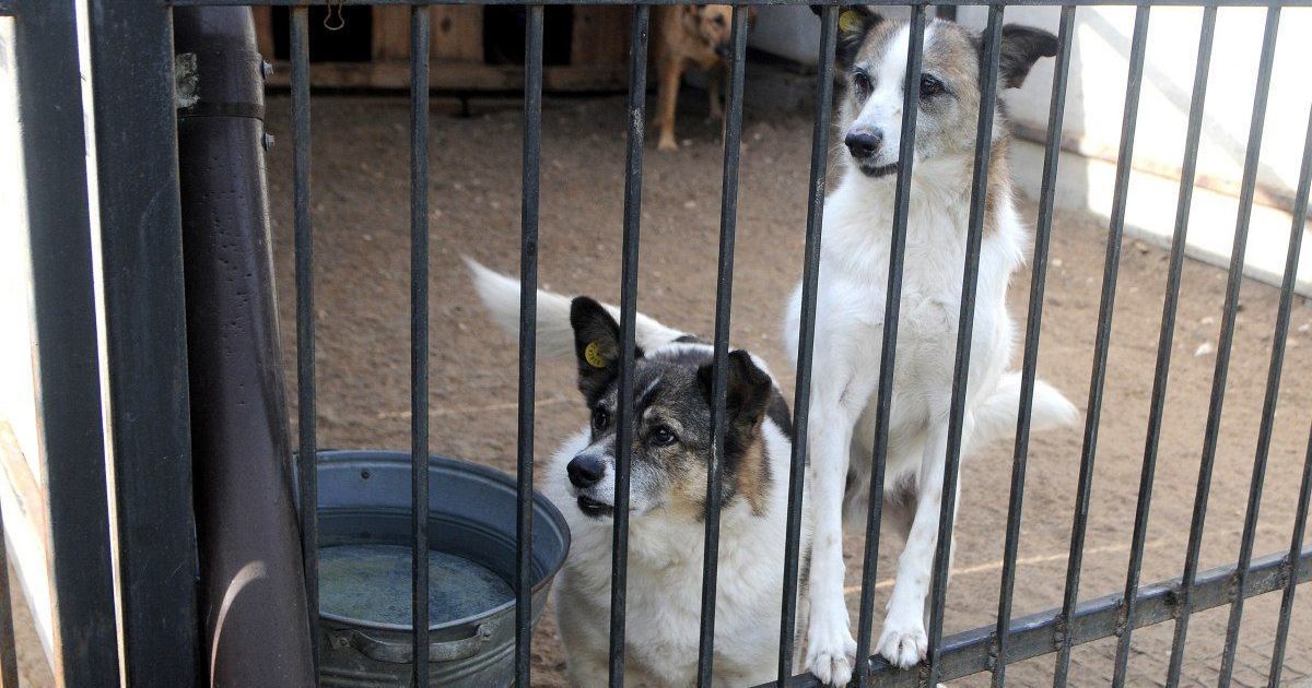 У Росії зграя безпритульних собак напала на школярку у дворі будинку
