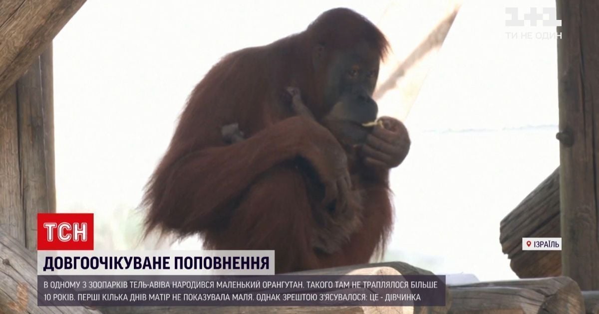 Довгоочікуване поповнення: у зоопарку Тель-Авіва народився маленький орангутан