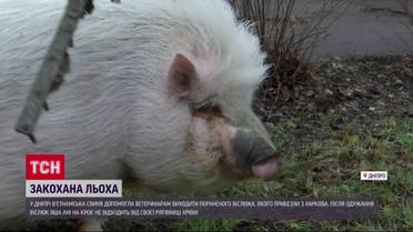 Свинья помогла ослу выздороветь после ранения!