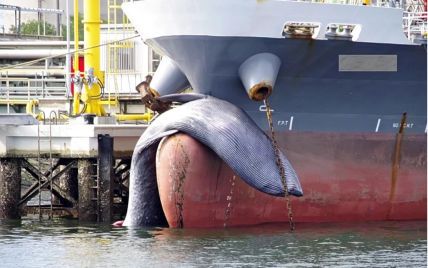 Корабль причалил к гавани с огромным мертвым китом на носу: фото