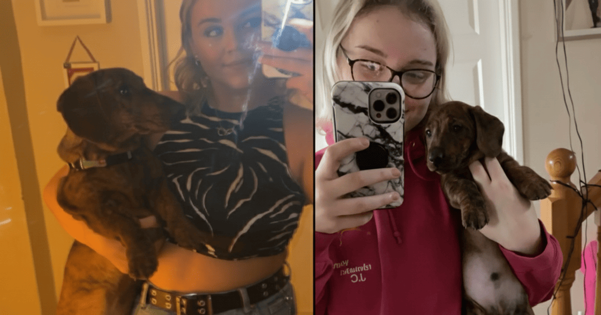 Міні-такса виросла у велетня