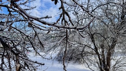 Ветки деревьев во льду