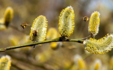 Мор пчел в Украине начался на месяц раньше цветения: чем травятся насекомые и опасно ли это для человека