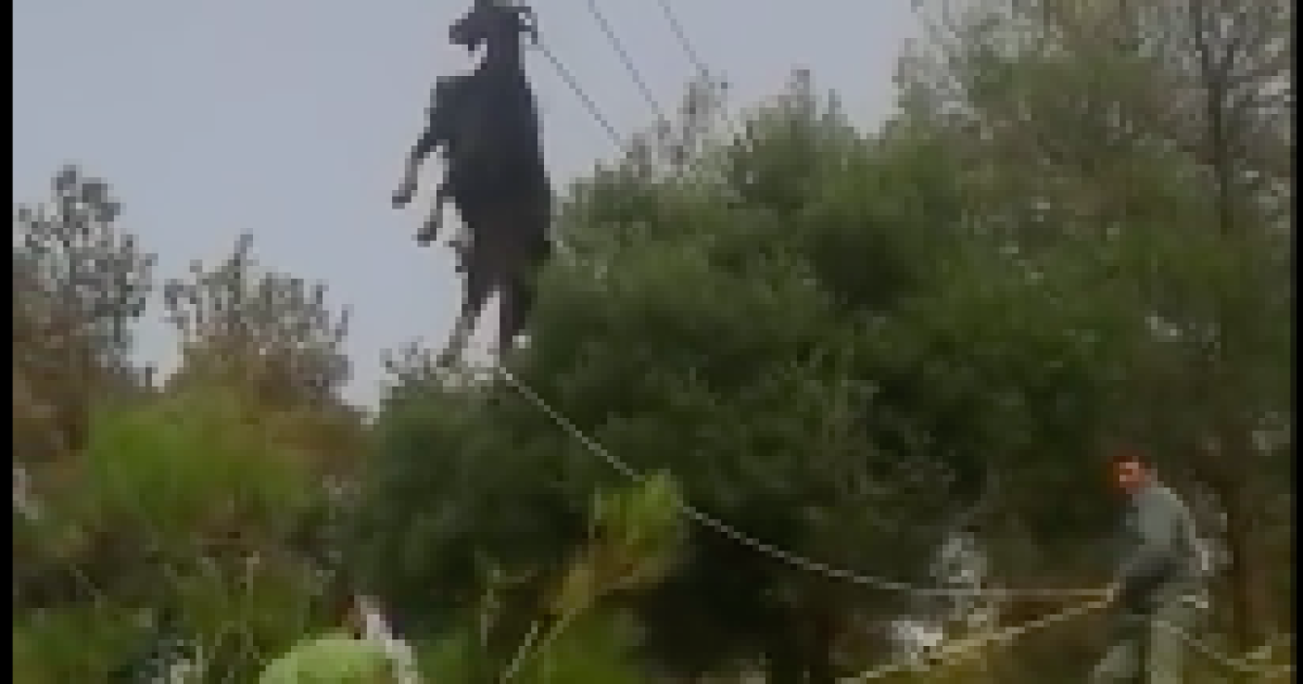 В Греции горный козел зацепился рогами за линию электропередачи