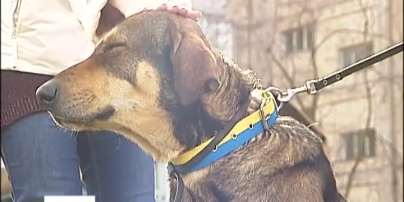 У Києві собака вже три місяці на вулиці чекає на свого померлого господаря