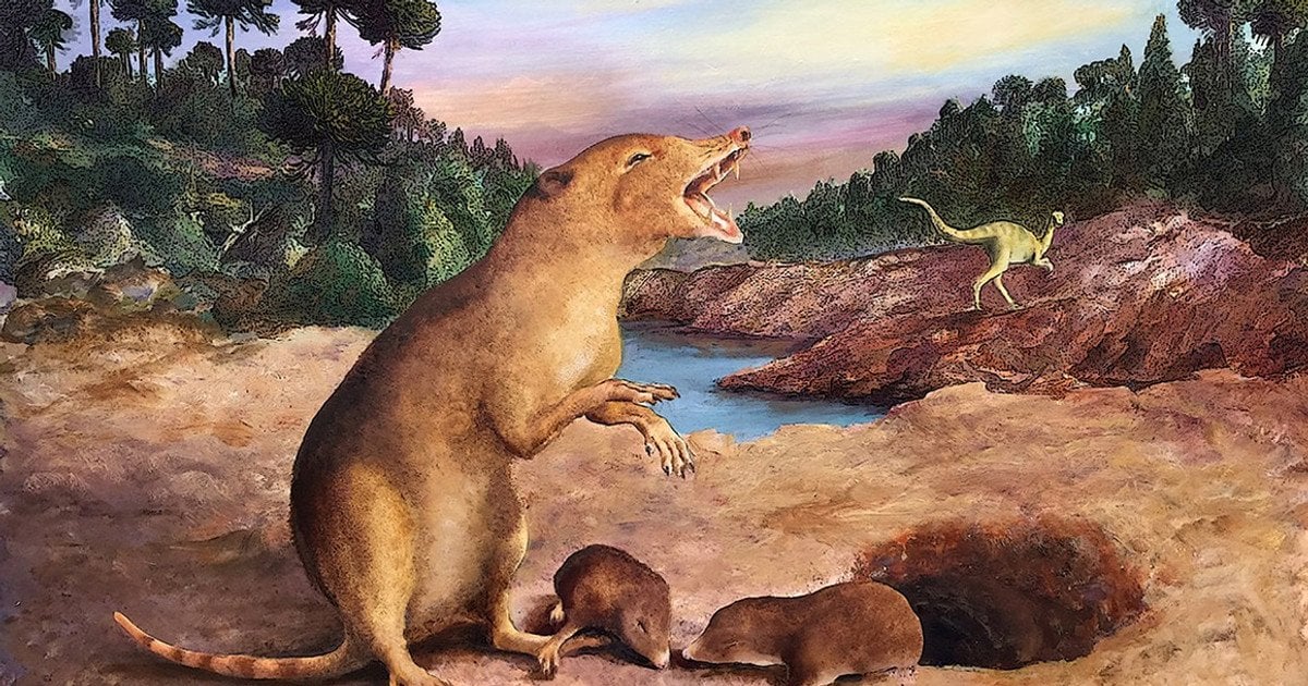 Перші ссавці. Зображення: Natural History Museum UK / Brasilodon quadrangularis CREDIT 2022 Anatomical Society/Wiley