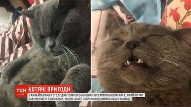 В китайском отеле для животных после "романа" с 5 кошками некастрированному коту понадобилась капельница