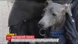 В течение трех дней в Киеве искали собаку, которую воры украли вместе с внедорожником
