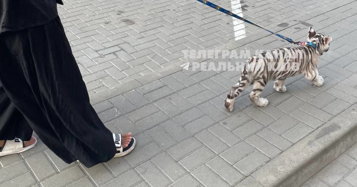 Біля Києва помітили тигреня. Фото: соцмережі