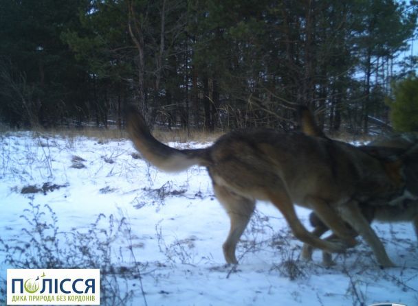Фотопастка – не завада двобоям між членами зграї  / Фото: Чорнобильський радіаційно-екологічний біосферний заповідник