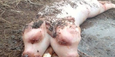 У російській Хакасії корова народила потвору з двома головами: фото