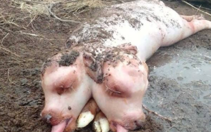 У російській Хакасії корова народила потвору з двома головами: фото