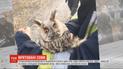 В Днепре спасатели вызволили из горящего камыша двух сов