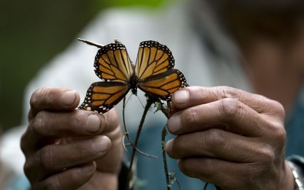 Экологи бьют тревогу: Земля ежегодно теряет от 1% до 2% насекомых