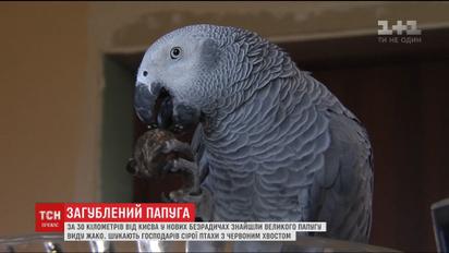 Папуга-приблуда. Господарів екзотичного птаха шукають у Нових Безрадичах під Києвом