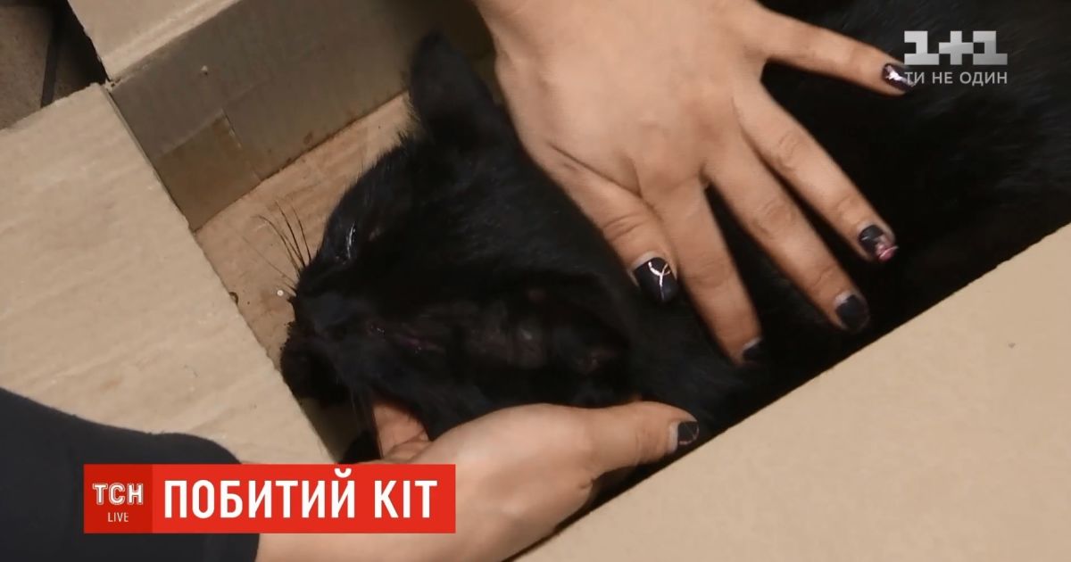 У столиці жінка знайшла та врятувала породистого кота, а тепер розшукує господаря