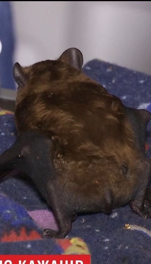 Более двух тысяч летучих мышей зимует в Харьковском центре реабилитации рукокрылых