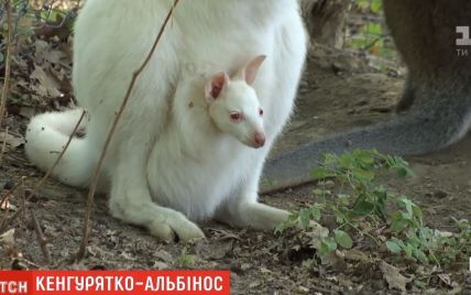 В экопарке Харькова из маминой сумки выглянул кенгуренок-альбинос