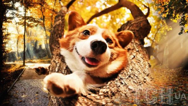 Синоптики обіцяють українцям до +26 градусів / Колаж: ТСН.ua