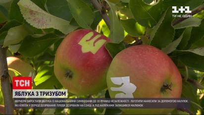 Новини України: фермери з Вінницької області виростили яблука з тризубом