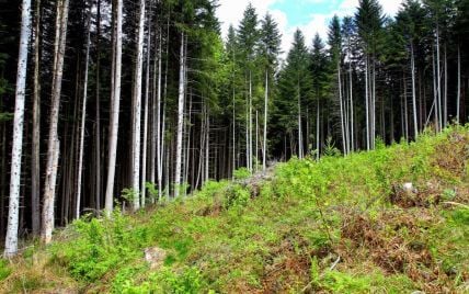 В Україні зафіксували масштабне всихання лісів