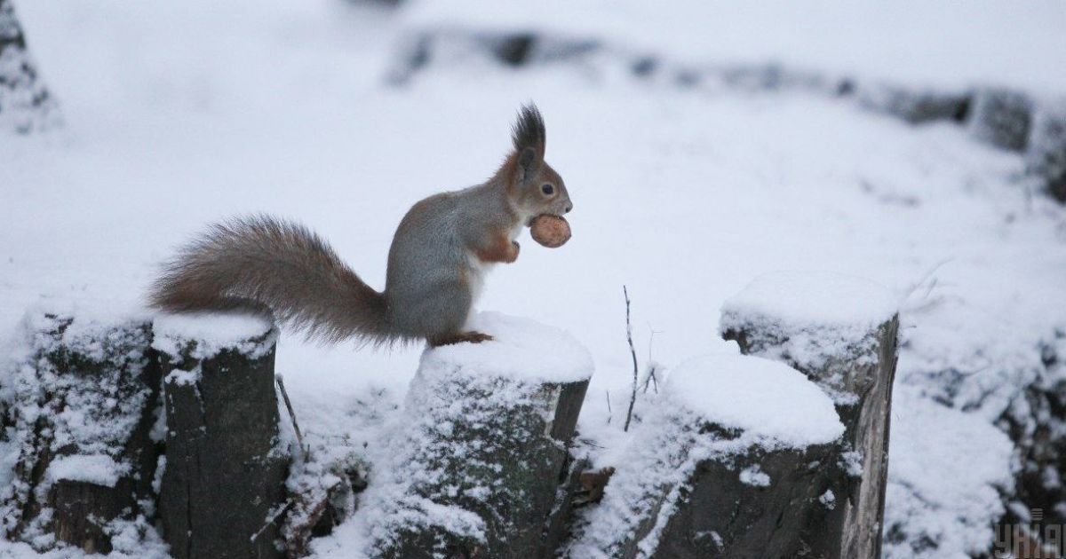 Морозы и много осадков: прогноз погоды в Украине на неделю и День святого Николая