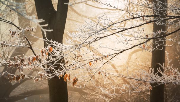 Якщо 14 січня дерева в інеї, значить буде добрий урожай зернових культур / © Pexels