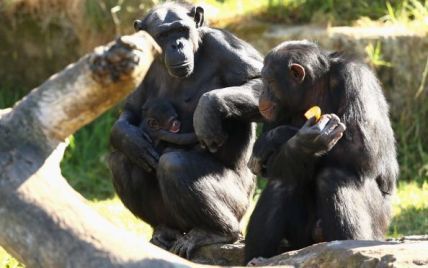 Ученый впервые в истории показал, какими звуками здороваются с шимпанзе