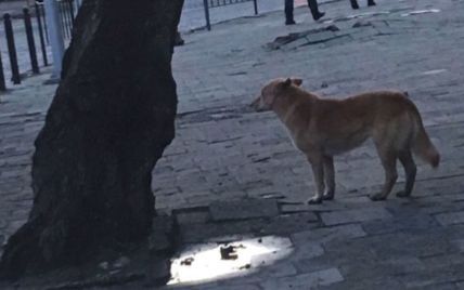 В Львове рыжий пес терроризирует район: за две недели почти 20 покусанных