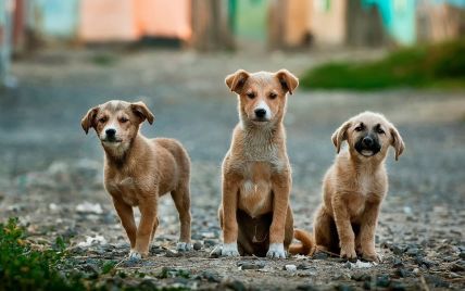 У Києві з вулиць зникнуть безпритульні тварини: як це станеться та коли